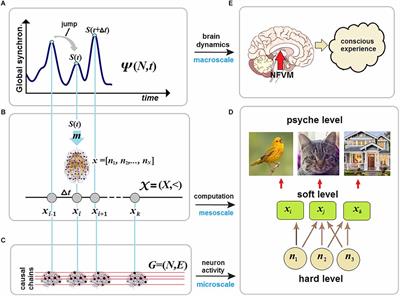 From the origins to the stream of consciousness and its neural correlates